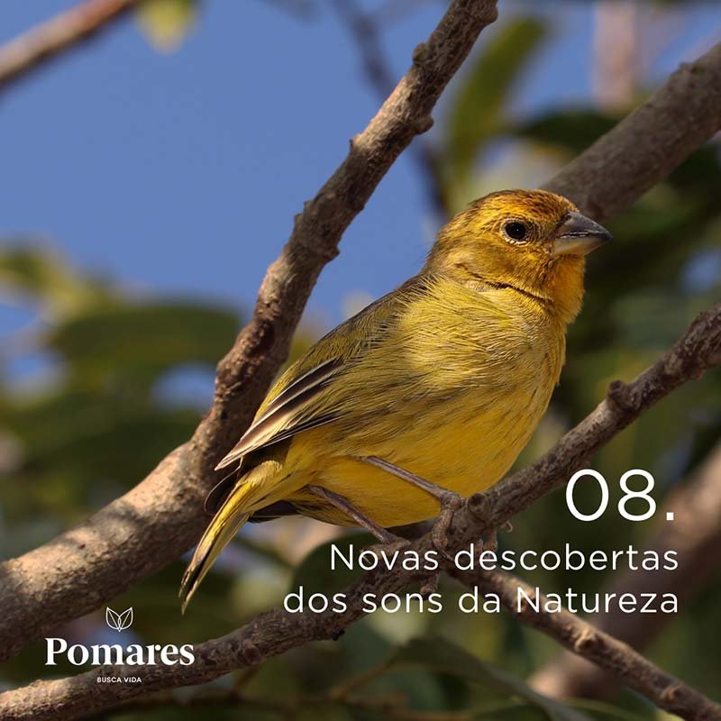 (04)-Pomares-Continuos-08